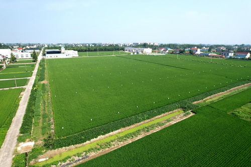 院士牽手優質品種與栽培良法，助力稻米產業高質量發展