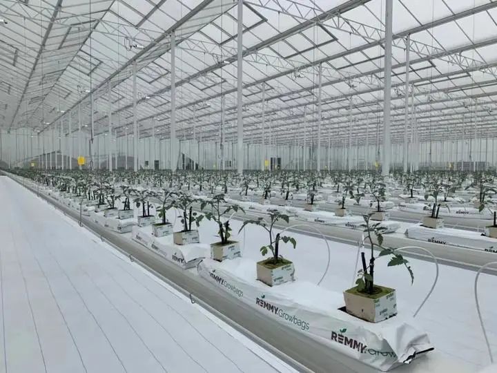 未來農場已來 探秘垂直蔬菜工廠，顛覆傳統農業種植技術