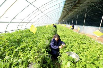 春事看農桑丨播下好種子，豐收有底氣——論農業種植技術開發的時代使命