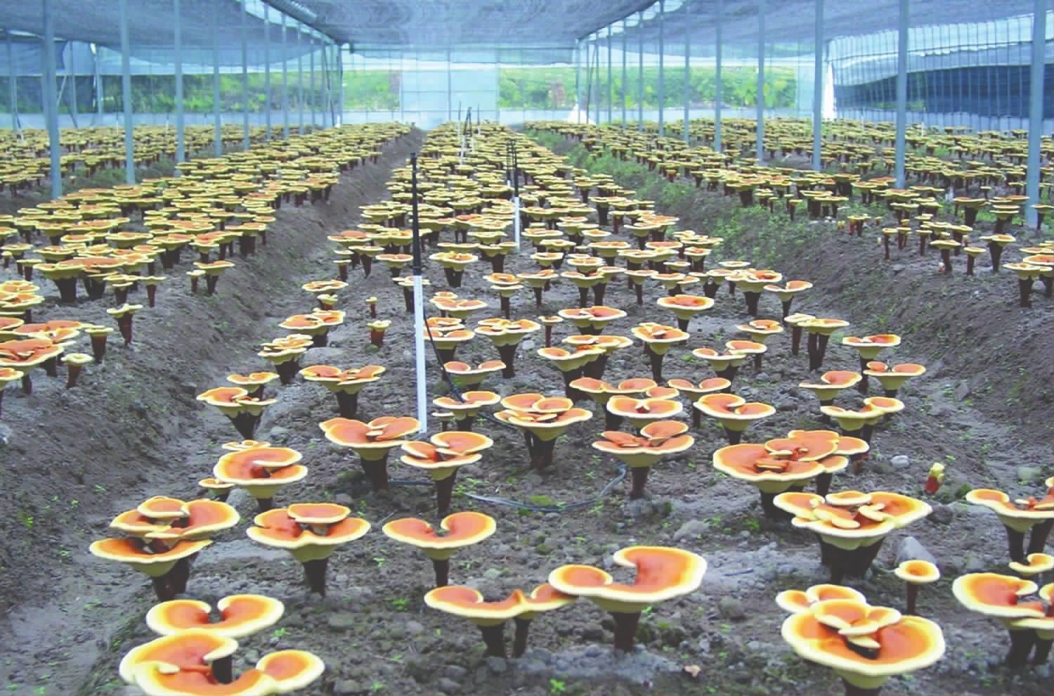 靈芝合作種植技術指導 攜手武漢澤潤鑫聚農業科技，共享豐收成果