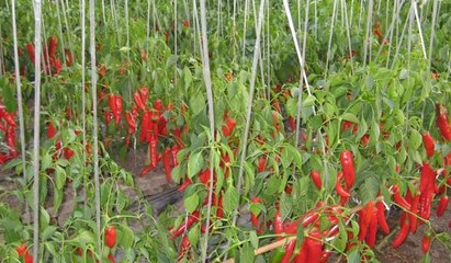 立體種植蔬菜技術 現代農業種植技術的創新實踐